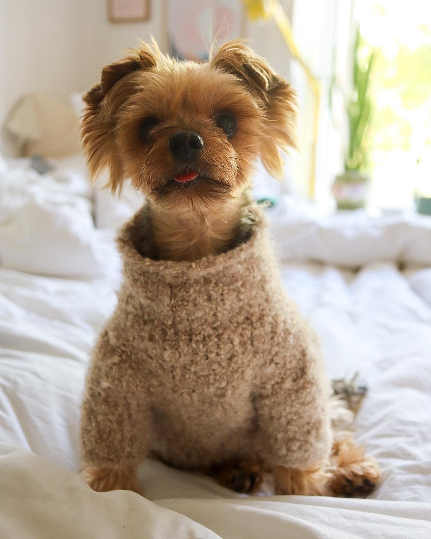 TEDDY SWEATER