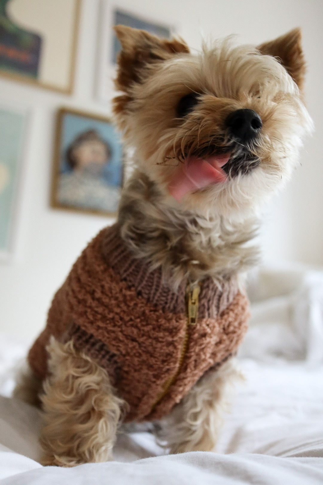 TEDDY VEST - english
